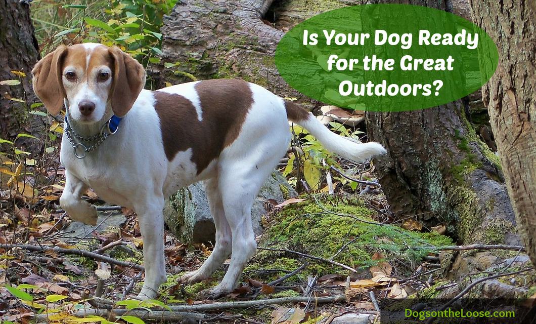 Ready to go on that hike with your dog? Don't forget these items to be sure he's safe.
