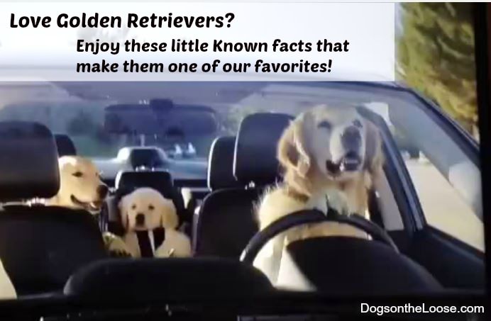 Enjoy these Surprising Facts about Golden Retrievers