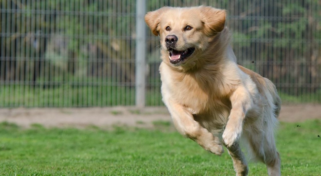 Training is a great way to bond with your dog & make day-to-day interactions much easier. But which is the best dog training methods for you and your pup?